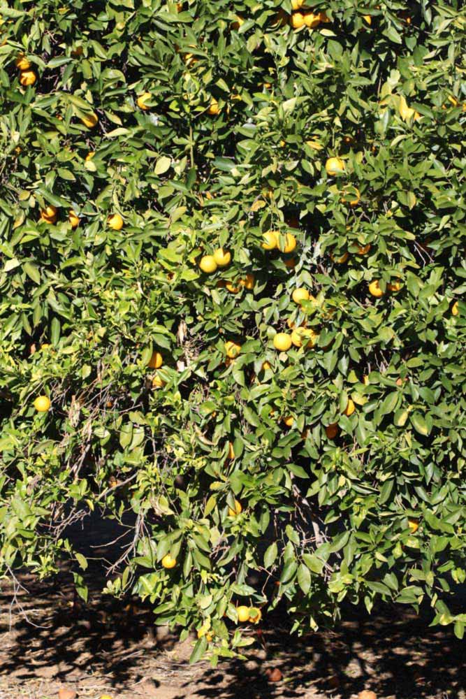            Habit (Riverside, CA)   